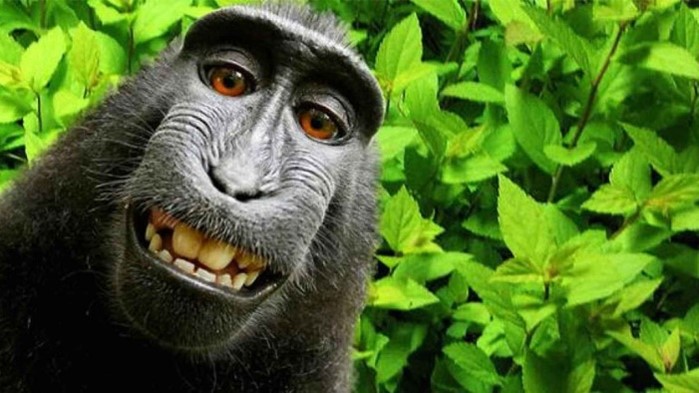 Famoso selfie del mono, para ilustrar la noticia sobre propiedad intelectual de CECA MAGÁN Abogados